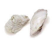 Oyster shell.jpg