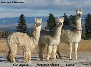Alpaca vs. llama 2 large.jpg