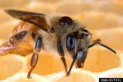 Honey Bee forestryimages.org.jpg