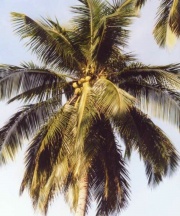 Coconutpalmwp2.jpg