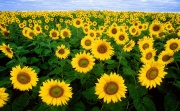 Sunflowerswp2.jpg