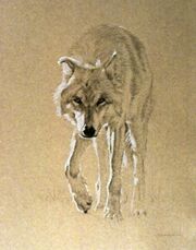 Mayhew Frontal Study of an Aproaching Gray Wolf.jpg