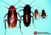 Common.cockroaches Univ.Nebr.jpg