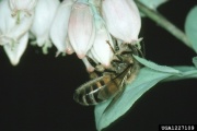 Honey Bee pollen forestryimages.org.jpg