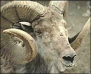 Image 1-Argali sheep.jpg