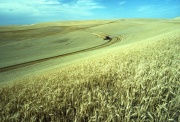 Wheatfieldwp2.jpg