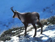 Image5 chamois.jpg