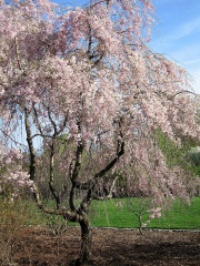 Higan cherry tree2 overall AA.jpg
