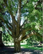 Cork treef5.jpg