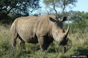 Afr.white.Rhino Forestry.images.jpg