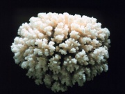 Coral.skeleton.NOAA.jpg
