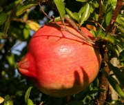 Pomegranatefruitvt.jpg