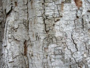 Bo.tree bark.jpg