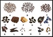 Pest-poop-identification-chart-differences.jpg