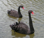 BlackSwansf5.jpg
