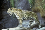 Jaguar USFW.jpg