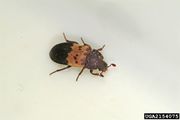 2154075 Larder.beetle adult.jpg