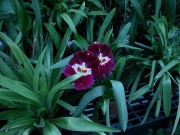 Orchid2cm.jpg