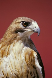 Red-Tailed Hawk USFW.jpg