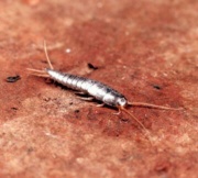 Image7 silverfish.jpg