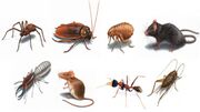 Pest-control-image-1.jpg