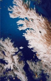 Image1 blackcoral.jpg