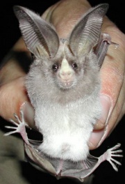 Cal.Leafnose Bat Smith.jpg