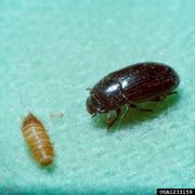 1233159 Dermestid.beetle life.cycle.jpg