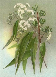 Eucalyptus-microcorysf5.jpg