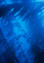 Giant.Kelp NOAA.jpg