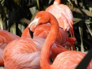 Flamingowp2.jpg