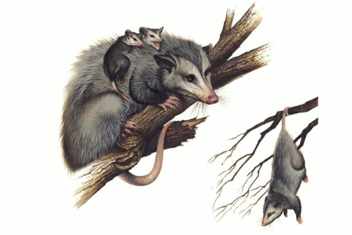 Opossum - Wikipedia