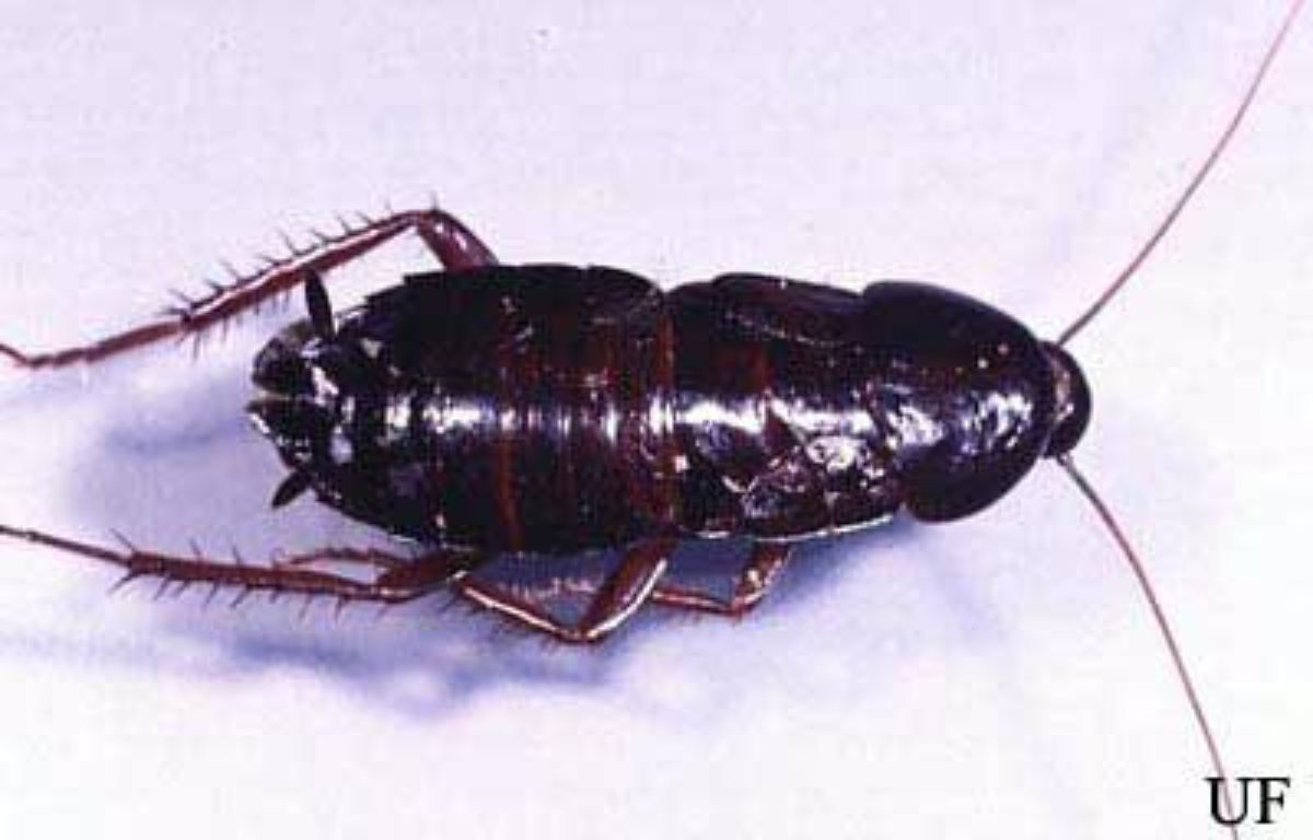 Oriental Cockroach Cameo