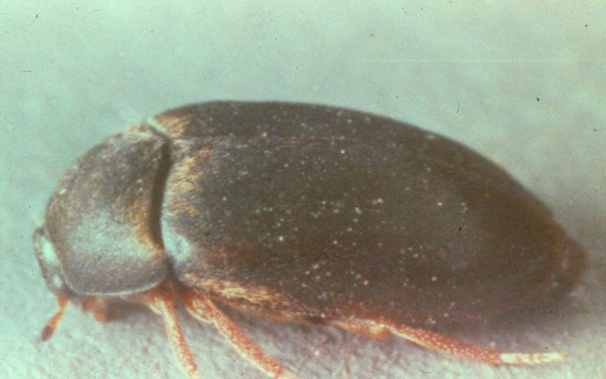 Black carpet beetle - Wikipedia