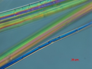 CM-038-06-26-09-DIC-400X-MM-4-9-overall fibers.jpg