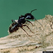 Blk.Carpenter ant forestryimages.org.jpg