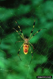 Gold.silk Spider web forestryimages.org.jpg