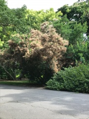 Smoke tree.jpg