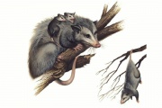 Opossum.diag. Mus.Nat.Hist Smith.jpg