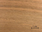 French walnut.jpg