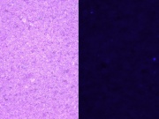 Covioletl C100x.jpg