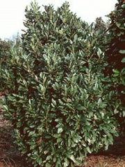 Image5 cherrylaurel.jpg