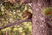 Tree.squirrel nps.gov.jpg