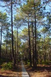 Pinuspinasterf5.jpg