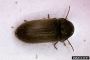 0014197 Virginia.crper.deathwatch.beetle.jpg