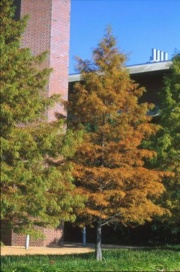 Image 6-Bald cypress.jpg