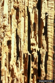 Blk.Carpenter ant damage forestryimages.org.jpg