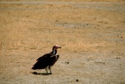 Nubian Vulture.jpg
