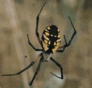 Image4 spider.jpg