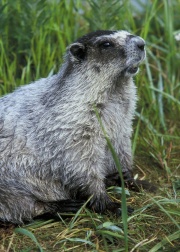 Marmot USFW.jpg